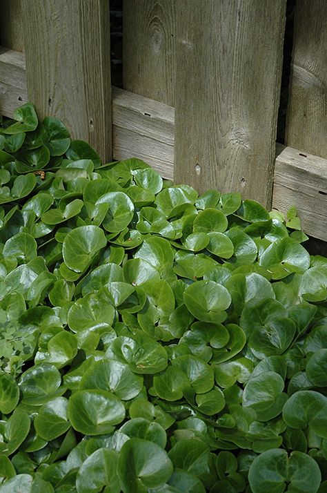 European Wild Ginger (Asarum europaeum) at GardenWorks European Wild Ginger, Wild Ginger Plant, Asarum Europaeum, Ginger Plant, Wild Ginger, Long Lake, Invasive Species, Woodland Garden, Low Maintenance Plants