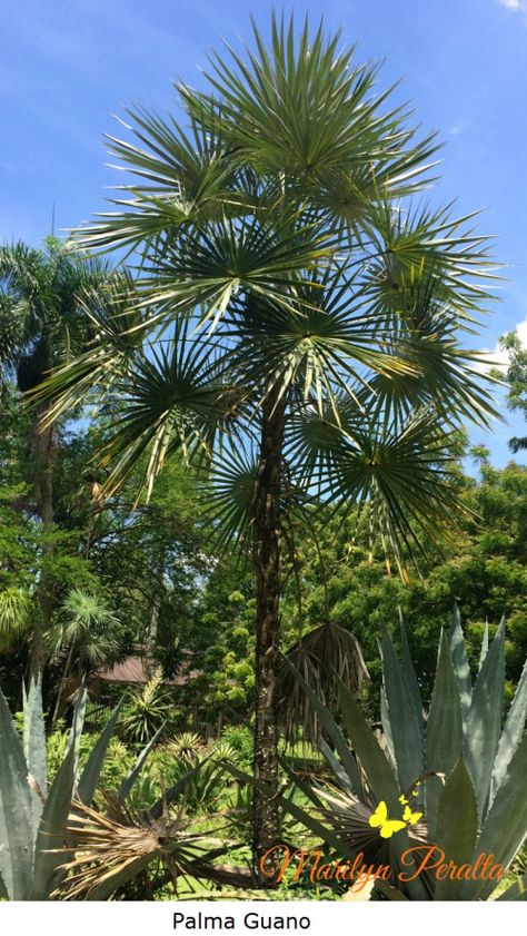 Esta palma nativa de República Dominicana es muy conocida porque con sus hojas se tejen sombreros, sillas, mecedoras, productos artesanales y también se techan casas. Su nombre científico es Coccothrinax barbadensis. Architectural Trees, Tropical Landscape Design, Tropical Trees, Identify Plant, Courtyard Gardens Design, Nature Friendly, Tropical Tree, Tropical Landscaping, Courtyard Garden