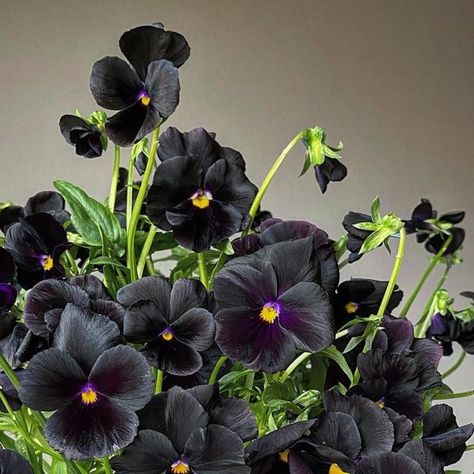 Brenna Estrada on Instagram: "Ever and always my favorite. #threebrothersblooms #flowerfarmer #flowerfarming #pansies #violas #blackpansies #blackflowers #pansybouquet #cutflowergarden #flowers #grownnotflown #localflowers #flowerfarmerflorist #findyourstill #ajoyfulmagic #pnw" Romanticised Life, White Pansies, Black Pansy, Emily Elizabeth, Viola Flower, Goth Garden, Broken Dreams, Gothic Garden, Pansy Flower