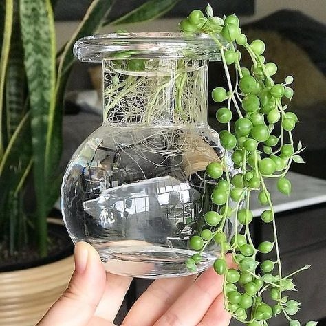 Succulents In Water, Ponytail Wedding, Water Plants Indoor, Plants Grown In Water, Tanaman Air, Tanaman Sukulen, Water Tips, Mini Serre, Plant In Glass