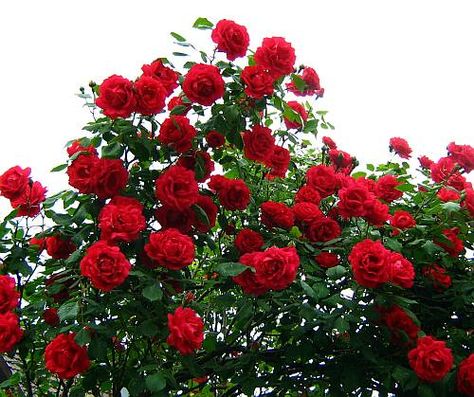 painting the roses red Red Rose Bush, Roses Pinterest, Rambling Roses, Alice In Wonderland Aesthetic, Climbing Flowers, Painting The Roses Red, Rose Bushes, Climbing Rose, Gladioli