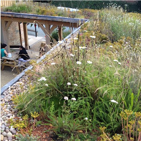 Roof Plants, Green Roof Garden, Sedum Roof, Green Roof System, Grass Roof, Roof Extension, Living Roofs, Underground Homes, Organic Farm