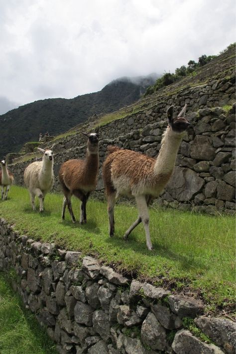 Bactrian Camel, Power Animal, Llama Alpaca, Peru Travel, Machu Picchu, Animal Planet, Bolivia, 귀여운 동물, Animals Friends