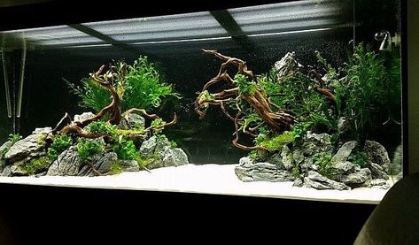 Real Waterfall, Water Terrarium, Biotope Aquarium, Aquascape Design, Fish Tank Design, Aquarium Terrarium, Fresh Water Fish Tank, Aquarium Landscape, Nature Aquarium