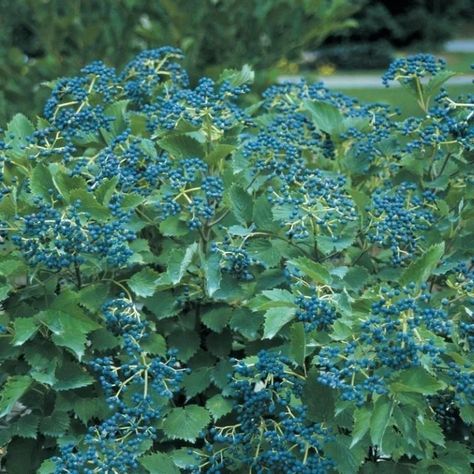 BLUE MUFFIN® Arrowwood Viburnum - Proven Winners ColorChoice Flowering Shrubs Blue Muffin Viburnum, Arrowwood Viburnum, Blue Muffin, Deer Proof Plants, Deer Proof, Shade Shrubs, Blue Fruit, Growing Hydrangeas, Blue Fruits