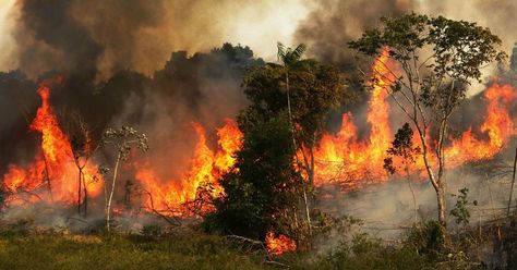 New data from a Norwegian nonprofit is generating fresh concerns about humanity's destruction of the natural world, revealing Monday that people have ravaged about two-thirds of original tropical rainforest cover globally. The Rainforest Foundation Norway (RFN) analysis found that human activities including logging and land-use changes—often for farming—have destroyed 34% of old-growth tropical rainforests and degraded 30% worldwide. Rainforest Deforestation, South American Rainforest, Energy Resources, Life Support, Amazon Rainforest, Tropical Rainforest, Forest Fire, Third World, Meditation Music