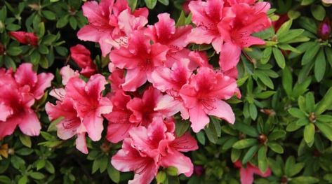 15 Dwarf Azalea Varieties For Compact Planting Spaces Azalea Varieties, Red Freckles, Azalea Bush, Plant Zones, Evergreen Shrubs, Flower Bed, Single Flower, Types Of Plants, Small Garden