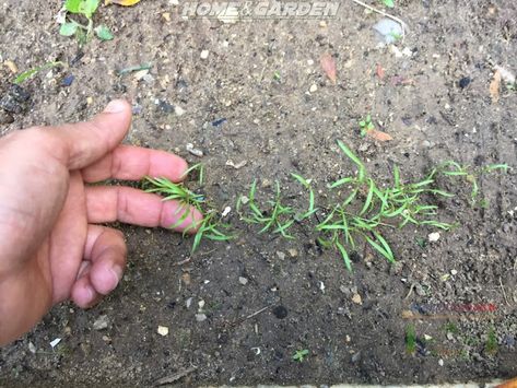 Carrot Seedlings, How To Plant Carrots, Biennial Plants, Leaf Vegetable, Planting Tips, Root Vegetable, Organic Compost, Organic Vegetable Garden, Organic Gardening Tips