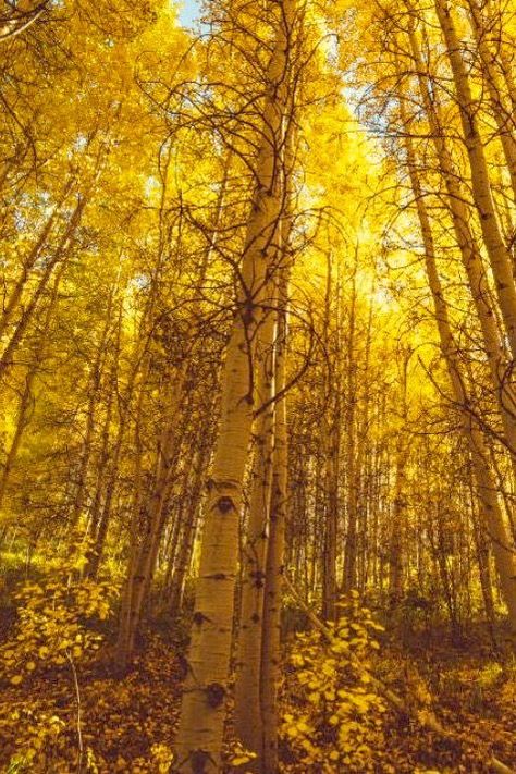 Pando Tree, Utah Forest, Fey Wild, Thick Forest, Wild Design, City Of Stars, Celtic Traditions, Greek Tradition, The Artist's Way