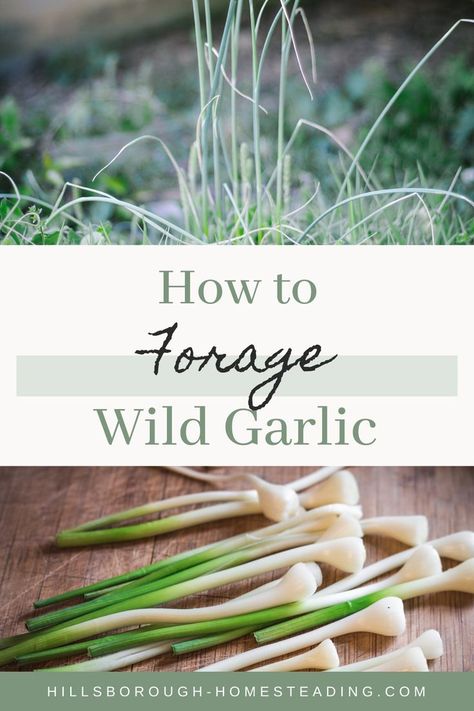 Wild Onion, Wild Foraging, Wild Onions, Wild Food Foraging, Healty Dinner, Foraging Recipes, Edible Wild Plants, Foraged Food, Wild Berries