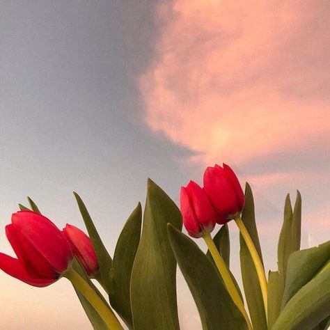 Cactus Planta, Red Aesthetic, Nature Aesthetic, Flower Wallpaper, My Flower, Land Scape, Pretty Flowers, Pretty Pictures, Mother Nature