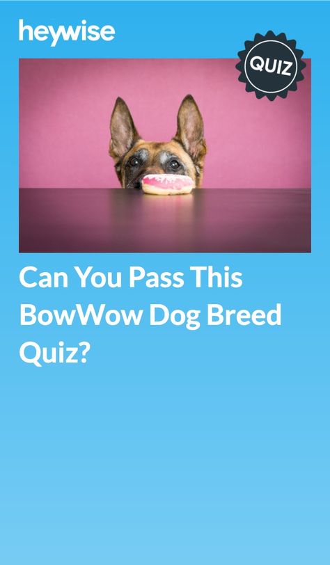 Dog Breed Quiz, What Colors Represent, Which Hogwarts House, What Kind Of Dog, Fun Test, What Dogs, Purebred Dogs, Kinds Of Dogs, Personality Quizzes