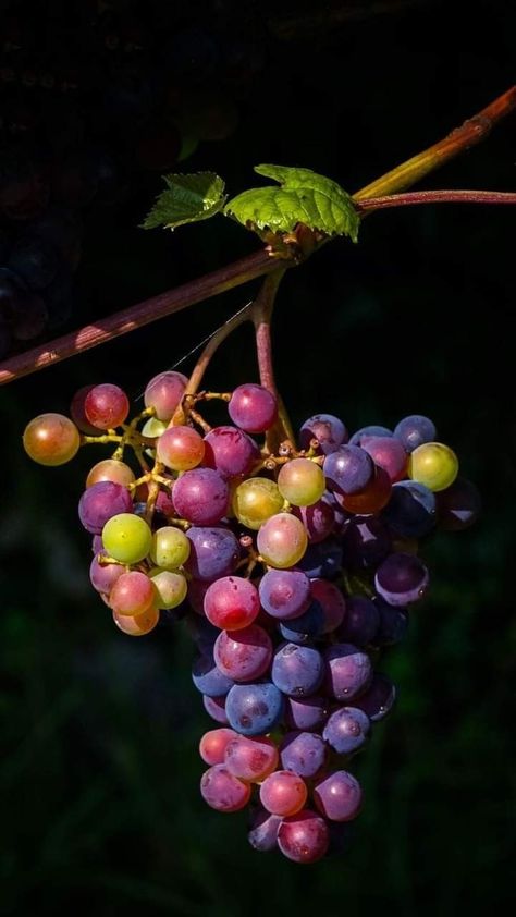 Autumn Grapes Photography, Grape Photography, Grape Wallpaper, Train Ticket Booking, Alaska Summer, Vacation Attire, Grape Tree, Life Reference, Tsa Precheck