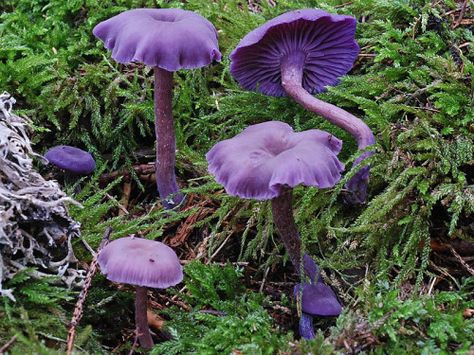 Laccaria amethystina , commonly known as the amethyst deceiver, is a small brightly colored, edible mushroom, that grows in deciduous as well as coniferous forests. Because its bright amethyst coloration fades with age and weathering, it becomes difficult to identify, hence the common name ‘Deceiver’. Purple Mushrooms Aesthetic, Mushroom Inspiration, Amethyst Deceiver, Purple Mushrooms, Mushroom Pictures, Plant Fungus, Edible Mushrooms, Mushroom Fungi, Airbrush Art