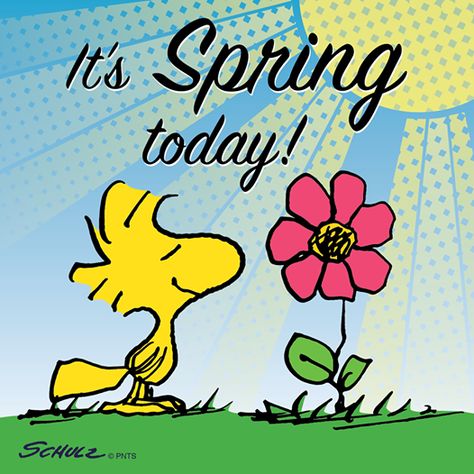 1st day of Spring :) Peanuts Quotes, 1st Day Of Spring, Woodstock Peanuts, Spring Quotes, Snoopy Images, Peanuts Cartoon, Snoopy Quotes, Snoopy Pictures, Snoopy Love