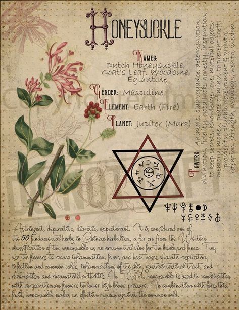 Magickal herbalism Journal Witchcraft, Plant Knowledge, Witches Book, Magic Illusions, Magickal Herbs, Witch Herbs, Magia Das Ervas, Green Witchcraft, Card Magic