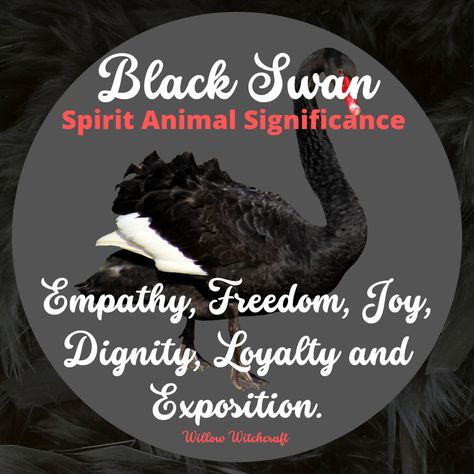 Black Swan Spiritual Meaning, Black Swan Symbolism, Black Swan Meaning, Animal Omens, Swan Symbolism, Pagan Aesthetic, Animal Symbols, Spirit Animal Meaning, Totem Animals