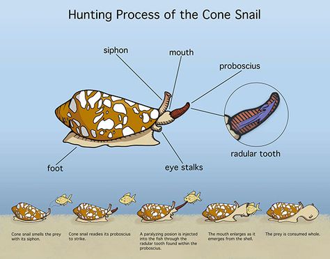 Informative Illustration, Snail Illustration, Cone Snail, Emotional Reaction, Natural History Museum, Scientific Illustration, University Of Michigan, History Museum, Natural History