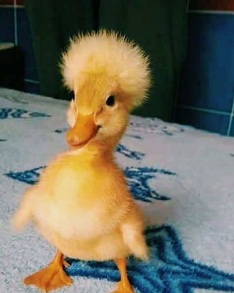 Part of duck collection Cute Duck Pfp, Camp Foods, Kwek Kwek, Duck Portrait, Cute Animal Character, Duck Coop, Duck Pictures, Duck Photo, Cutee Animals