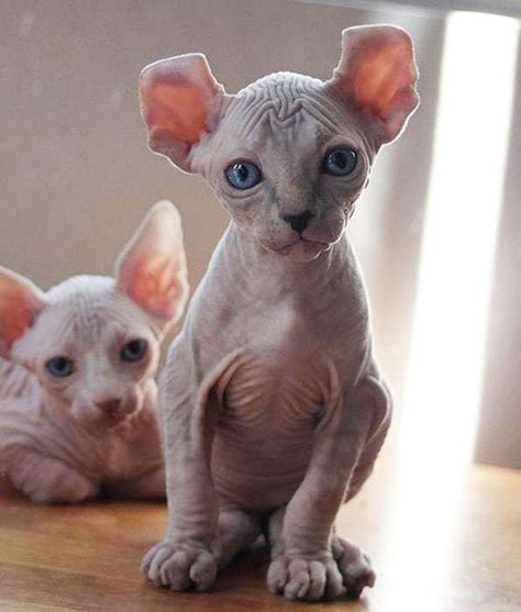 The Elf cat is a new hybrid breed, which is extremely rare to find. The Elf was developed only in 2006 in the United States by crossing the Sphynx and the American Curl. Bambino Cat, Feline Beauty, Elf Cat, All Cat Breeds, Hairless Cats, Popular Cat Breeds, American Curl, Sphynx Cats, Munchkin Cat