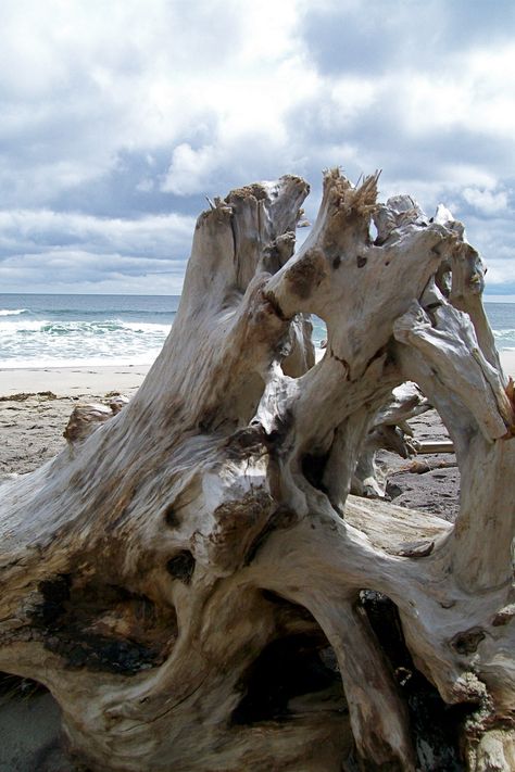 Cape Cod beaches. Many, many hours walking, beach combing, and photographing! Driftwood On Beach, Scifi Artwork, Walking Beach, Cape Cod Beaches, Driftwood Beach, Collage Art Projects, Beach Wood, Image Nature, Sea Painting