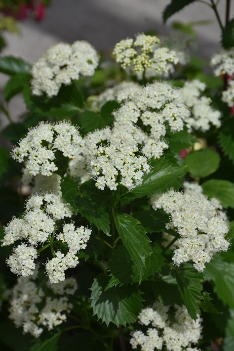 Backyard Shrubs, Blue Muffin Viburnum, Viburnum Dentatum, Arrowwood Viburnum, Blue Muffin, Maumee Ohio, Low Maintenance Shrubs, Native Gardens, Privacy Hedge