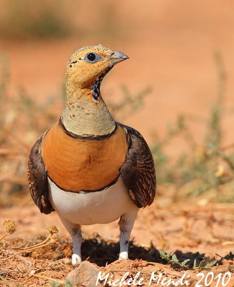 Indian Fantail Pigeon, Arizona Birds, Owl Photos, Game Birds, Bird Quilt, Rare Birds, Funny Birds, Bird Pictures, Pretty Birds