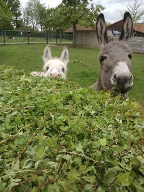 Two Donkeys, Baby Donkey, Cute Donkey, Donkeys, Sweet Animals, Over The Top, Animal Photo, Zebras, Beautiful Horses