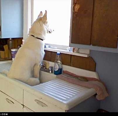 Dog waiting for master in kitchen sink! Dog Waiting, Shetland Sheepdog, White Dog, Funny Animal Pictures, Australian Shepherd, Animals Friends, Border Collie, Dog Life, Dog Pictures