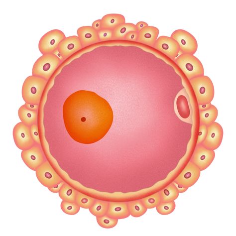 Human egg cell structure illustration by hand drawn Human Egg Cell, Egg Cell, Animal Cell, Cell Structure, Cityscape Photos, Heart With Arrow, Flower Frame, Free Png, Biology