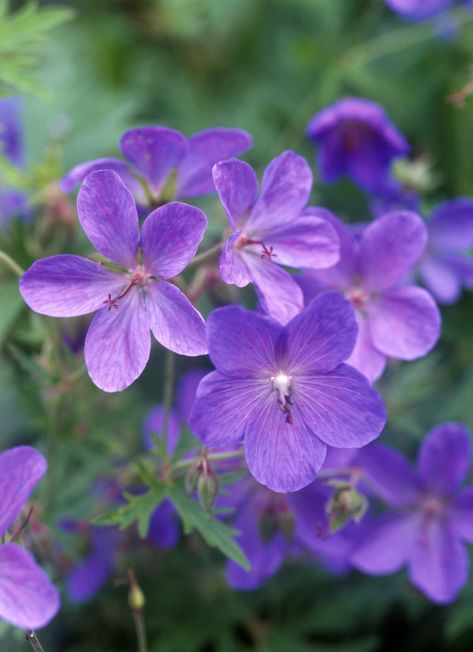 6 Varieties of Hardy (Cranesbill) Geraniums to Grow Geranium Care, Cranesbill Geranium, Geranium Plant, Hardy Geranium, Hillside Garden, Fall Planters, Coastal Gardens, Succulents In Containers, Container Gardening Vegetables