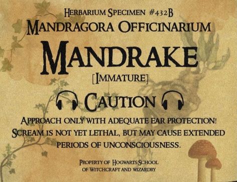 Mandrake Label Printable, Mandrake Costume, Gnome Steampunk, Diy Mandrake, Mandrake Harry Potter, Potions Harry Potter, Harry Potter Plants, Harry Potter Mandrake, Harry Potter Halloween Decorations