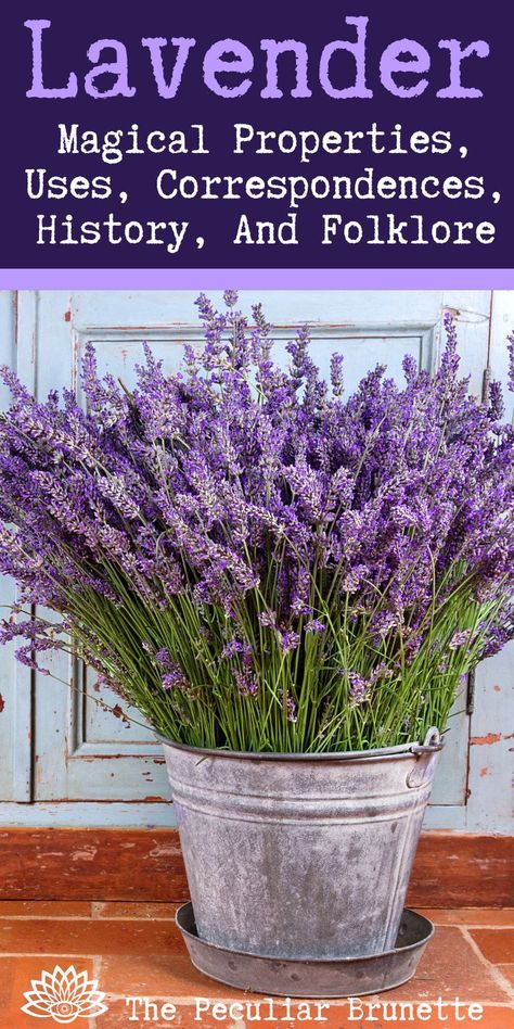 Magical Properties Of Lavender, Spells With Lavender, Lavender Magical Properties, Lavender Witchcraft Uses, Pagan Correspondences, Lavender Witchcraft, Imbolc Ideas, Witchcraft Resources, Lavender Plant Uses