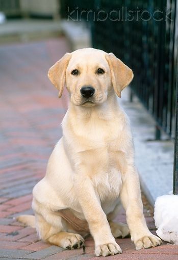 Labrador Nero, Dogs Labrador, Labrador Noir, Puppy Sitting, Yellow Labrador Retriever, Black Labrador Retriever, 강아지 그림, Lab Dogs, Labrador Retriever Puppies