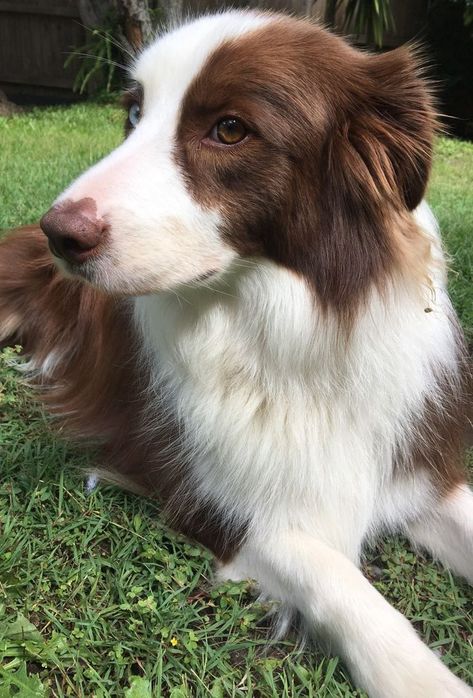 Brown Tips, Photo Border, Border Collies, Border Collie, White