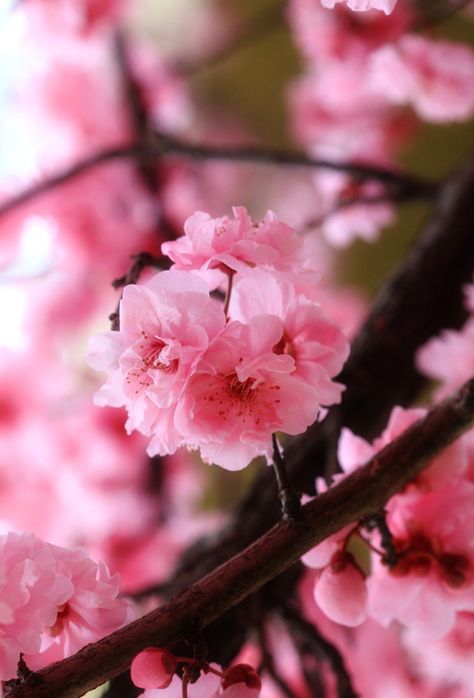 Female Nature, Peach Blossom Tree, Peach Blossom Flower, List Of Flowers, Blossom Tattoo, Sakura Flower, Nothing But Flowers, Peach Trees, Pink Trees