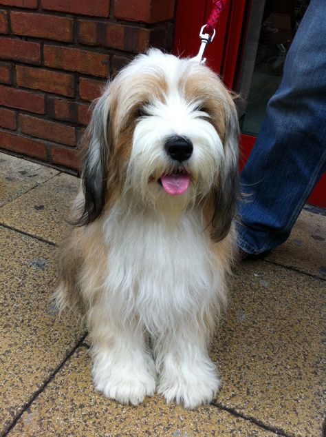 Terrier Haircut, Dog Hugs, Tibet Terrier, Petit Basset Griffon Vendeen, Tibetan Terrier, Love You Unconditionally, Therapy Dogs, Short Haircut, Sweet Dogs