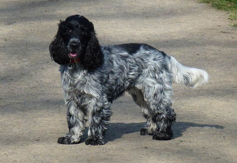 Roan Cocker Spaniel, Blue Roan Cocker Spaniel, English Cocker Spaniel Puppies, Cocker Spaniel Puppy, Dog Walking Services, Animal Reference, Blue Roan, Horse Dressage, Cocker Spaniel Puppies