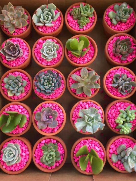 Succulent Favors Diy, Succulent Favours, Succulent Party Favors Wedding Favours, Party Favor Succulents, Succulent Doorgift, Contemporary Wedding Decor, Succulents Souvenirs, Succulent Giveaways Wedding Favours, Succulent Party Favors