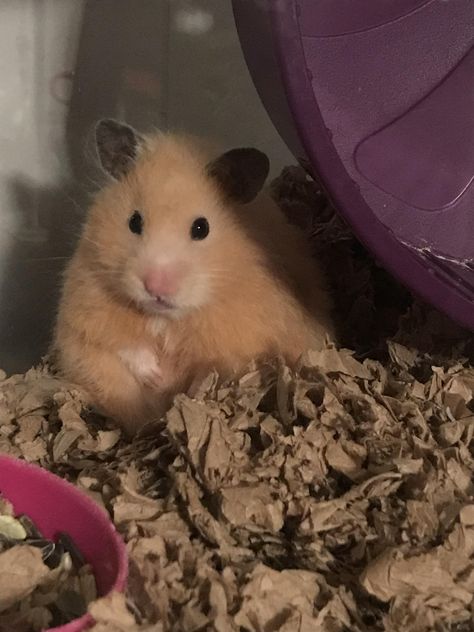 chunky munky Cute Bestfriend, Fluffy Animals, Rodents, Purple, For Sale, Animals