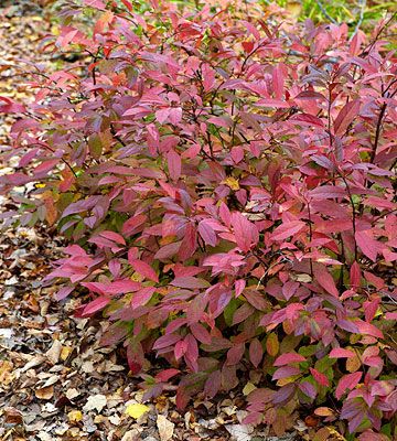 Virginia sweetspire  ~ shrub  ~ fragrant early-summer flowers of white  ~ brilliant red-purple fall color  ~ strongest autumn color in sunny spots  ~ up to 4ft tall and 6ft wide Virginia Sweetspire, Fast Growing Privacy Shrubs, Laurel Shrub, Shrubs For Landscaping, Shrubs For Privacy, Types Of Shrubs, Purple Leaves, Gardening Zones, Fragrant Plant