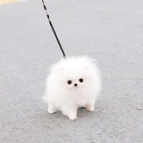 Smallest Dog, Baby Pomeranian, Teacup Pomeranian, Cele Mai Drăguțe Animale, Best Puppies, Teacup Puppies, Pomeranian Dog, Blue Merle, Pomeranian Puppy