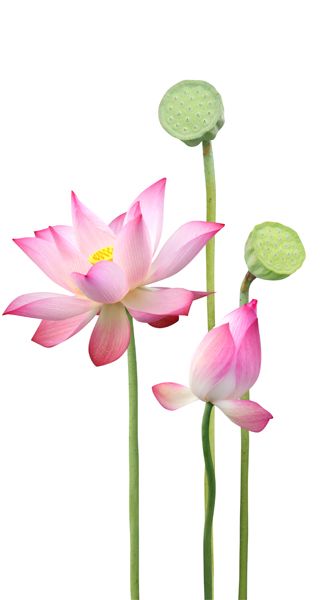 Water Lilies Painting, Lotus Flower Pictures, Sacred Lotus, Lotus Flower Art, Lily Lotus, Buddhist Philosophy, Buddha Zen, Zen Buddhism, Tibetan Buddhism