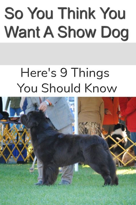 Guard Dog Training, Westminster Dog Show, Newfoundland Dogs, Kerry Blue Terrier, Average Joe, House Training Dogs, Cute Dog Photos, Glitz And Glamour, Dog Projects