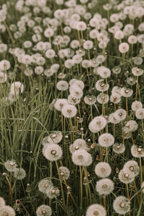 Cottagecore Pictures, Dandelion Field, Dandelion Wallpaper, It’s A Wonderful Life, Field Wallpaper, Broken Doll, Book Flowers, Dandelion Flower, Flower Plant