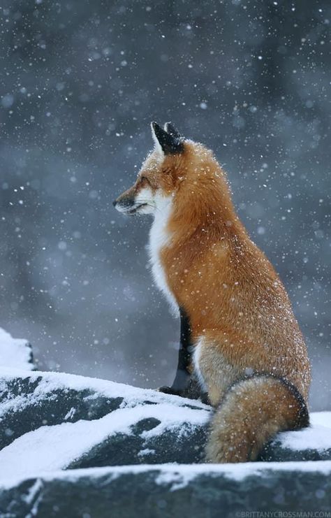 Fox From Behind, Fox Paintings, Animals In Winter, Fox Therian, Fox In The Snow, Fox In Snow, Fox Photos, Red Foxes, Fox Images