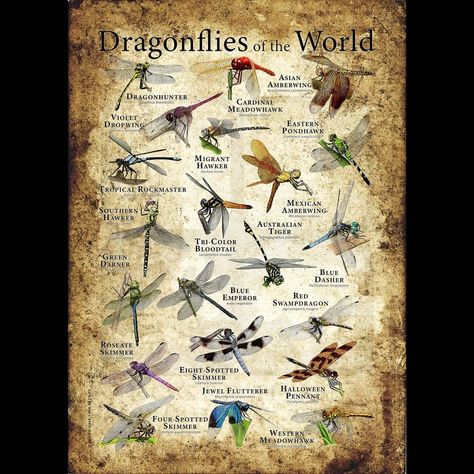 Roger Hall 🇺🇲🌎 on Instagram: “Dragonflies of the World” Types Of Dragonflies, World Poster, Willow Creek, Wildlife Artists, Animal Facts, Bugs And Insects, Animal Posters, Zoology, Field Guide