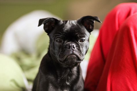 The Frug is a cross between a purebred French Bulldog and Pug. Pug Mix, A Cross, Dog Breed, Pug, French Bulldog, Bulldog, Puppies, Human, Health