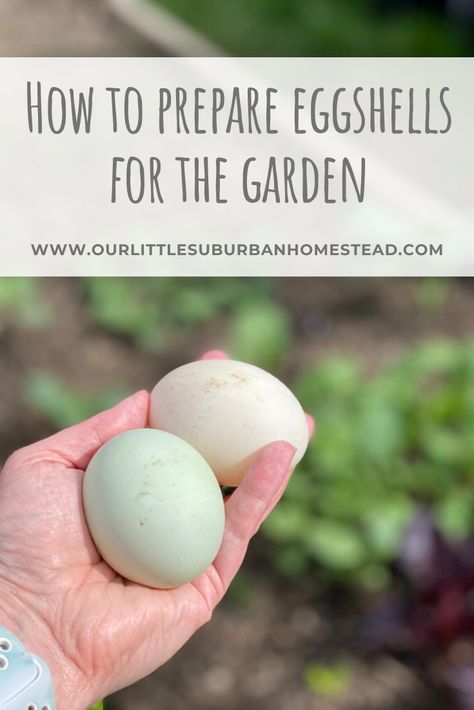 Suburban Farmhouse, Flower Fertilizer, Storing Eggs, Eggs For Breakfast, Prepared Eggs, Garden Remedies, Vegetable Garden Diy, Square Foot Gardening, Home Vegetable Garden