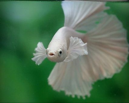 dumbo betta fish | White Elephant Ear (a.k.a. Dumbo Ear) Betta Fish Elephant Ear Betta Fish, Dumbo Ear Betta, Betta Tank Mates, Dumbo Elephant, Fancy Fish, Dumbo Ears, Underwater Scenes, Betta Fish Care, Betta Fish Tank